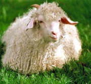 Chèvre mohair