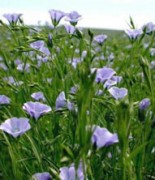 Fleurs de lin