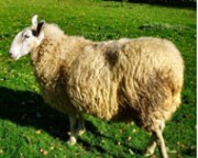 Mouton mérinos